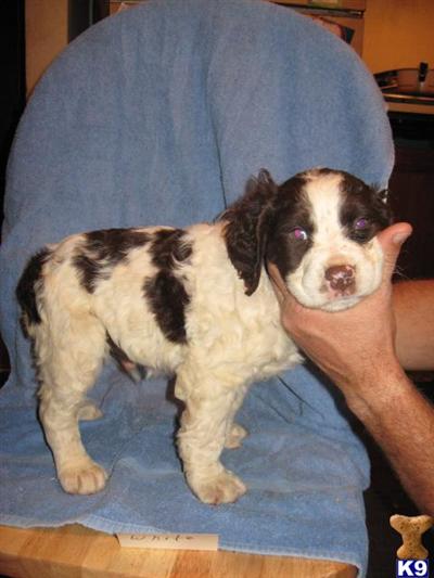Brittany Puppies for Sale